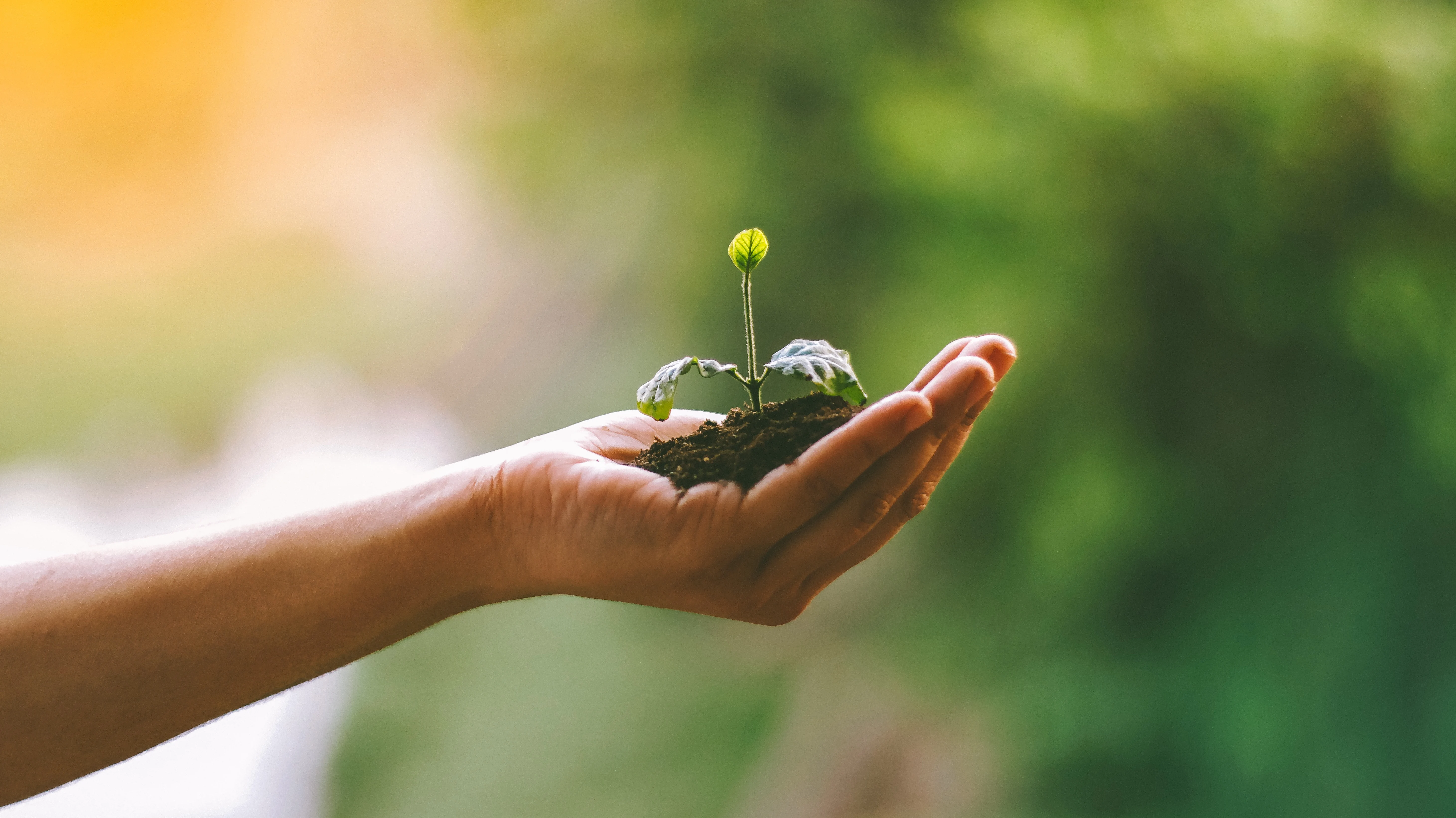 Mano sostiene un plant&oacute;n de un &aacute;rbol 