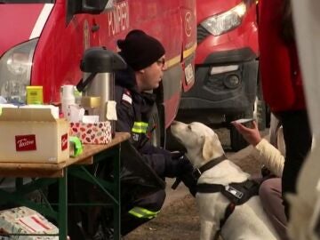 Imagen de perros rescatados en Ucrania