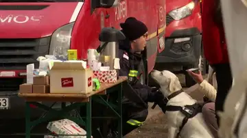 Imagen de perros rescatados en Ucrania Imagen de perros rescatados en Ucrania
