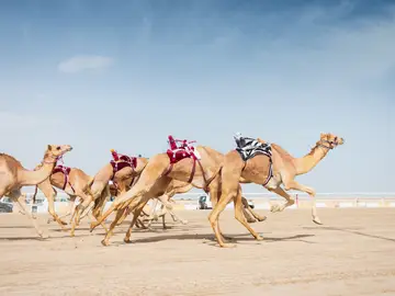 Camellos en Qatar Camellos en Qatar