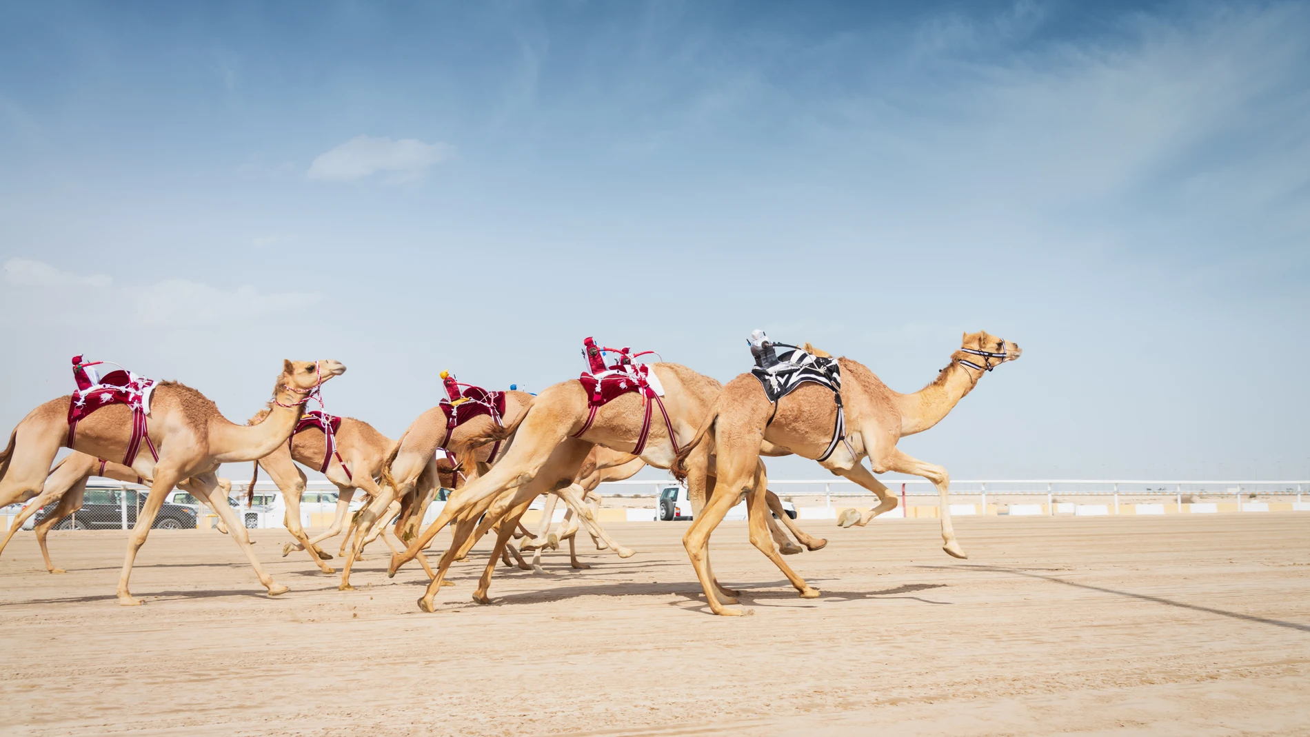 Top 44+ imagen carrera de camellos