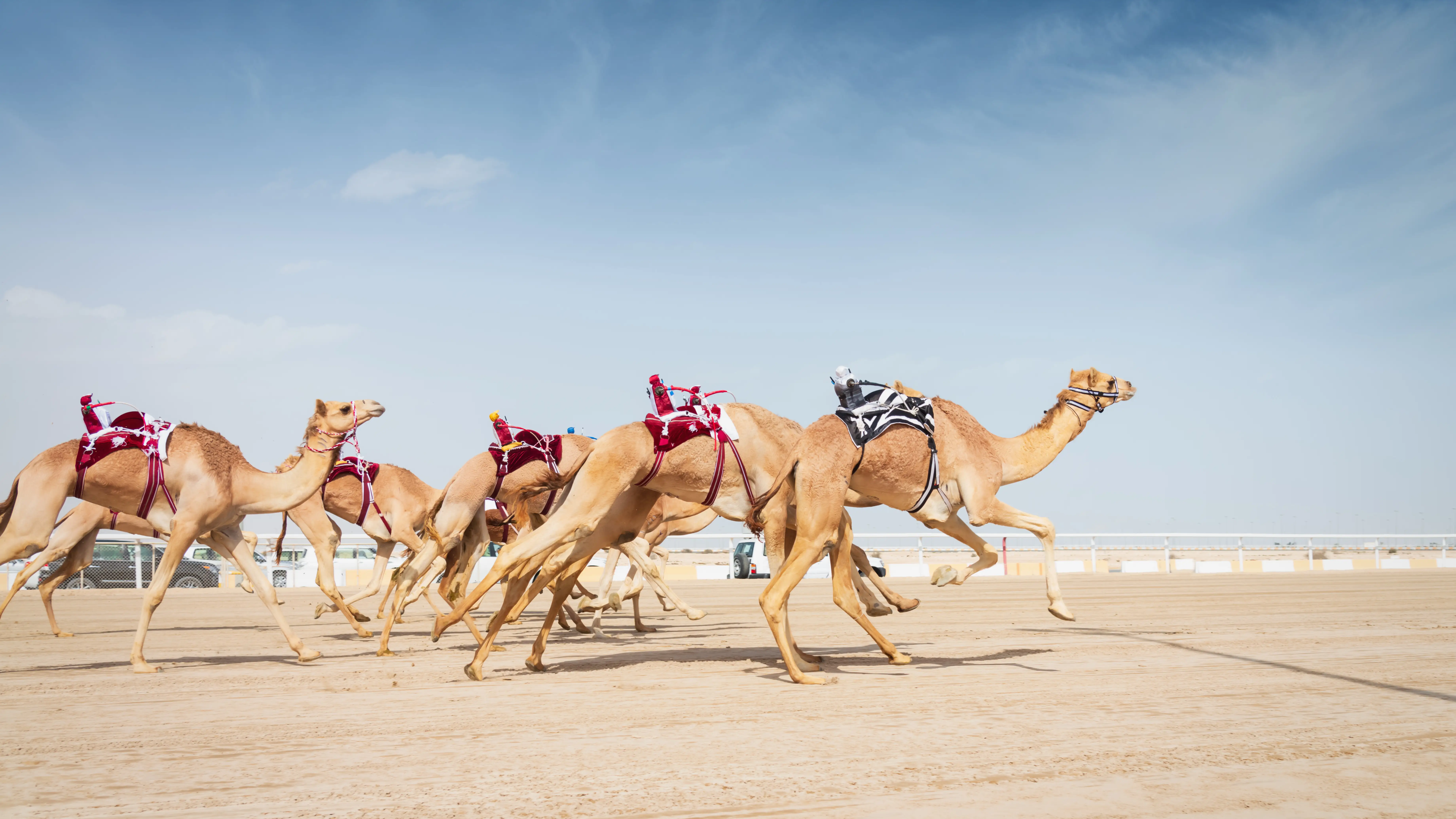Camellos en Qatar