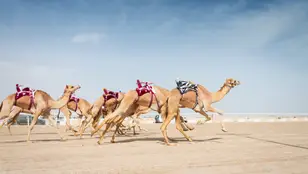 Camellos en Qatar