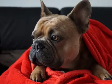 Imagen de un perro tapado con una manta Imagen de un perro tapado con una manta