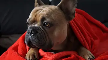 Imagen de un perro tapado con una manta Imagen de un perro tapado con una manta
