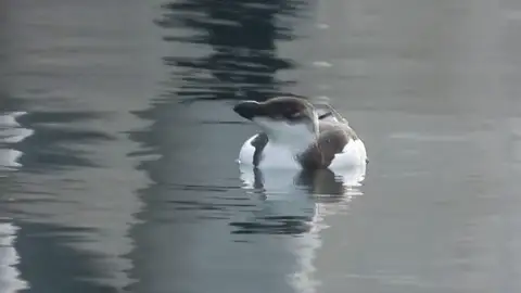 Llegada masiva de alcas, primas de los pingüinos, a la costa catalana por la fuerza de un temporal: "Están muy débiles" Llegada masiva de alcas, primas de los pingüinos, a la costa catalana por la fuerza de un temporal: "Están muy débiles"