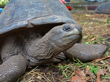 Una tortuga terrestre