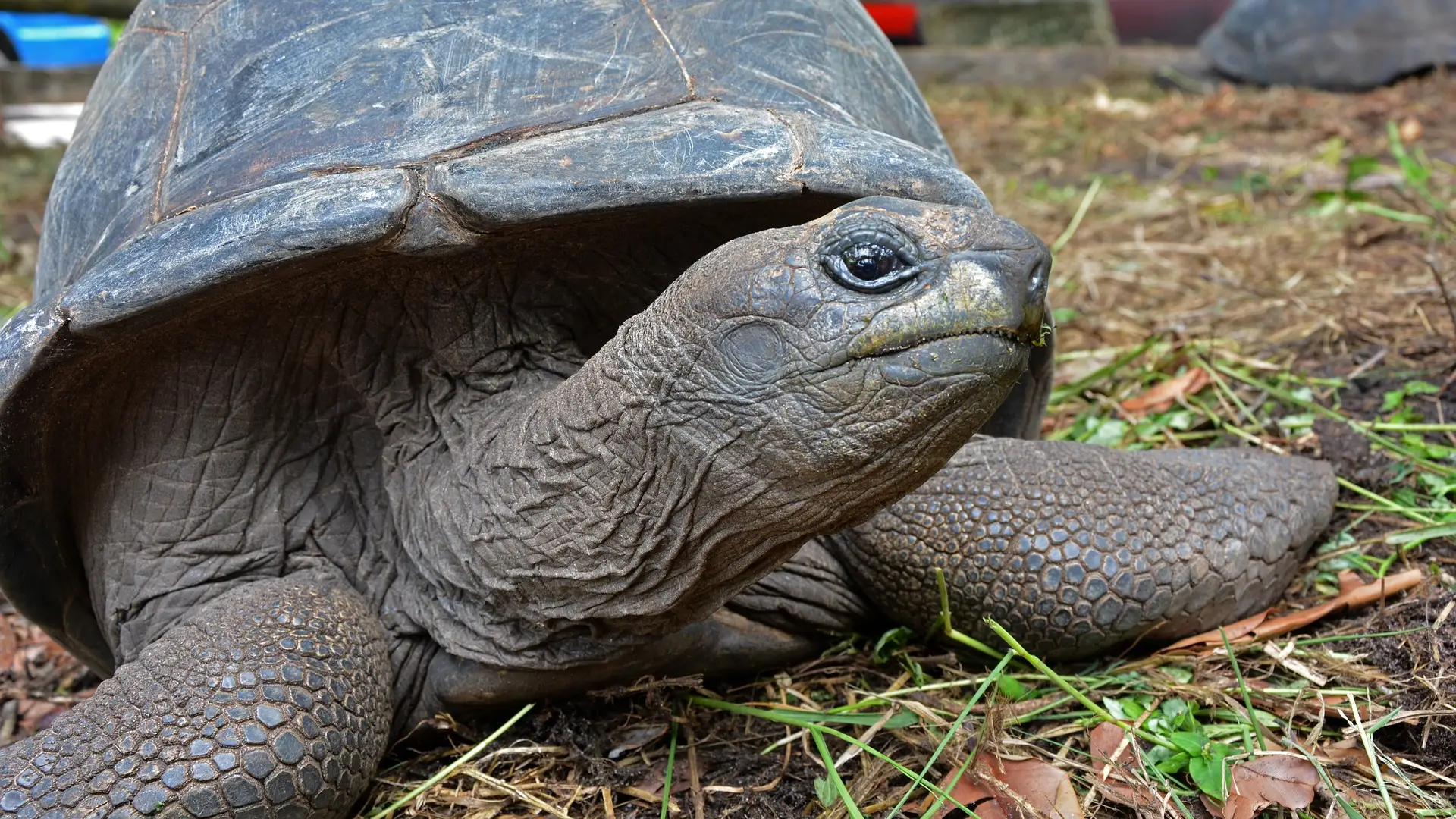 Una tortuga terrestre