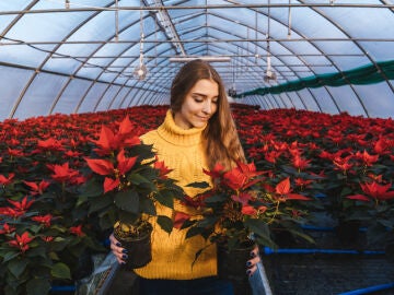 Cómo elegir la mejor flor de Pascua para casa esta Navidad