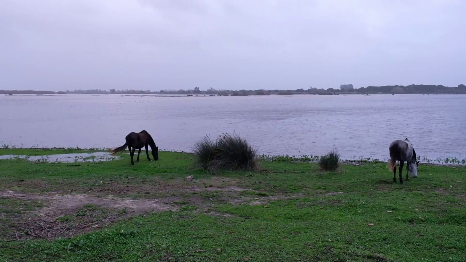 La cara buena de la lluvia: las marismas de Doñana reviven gracias a la tormenta