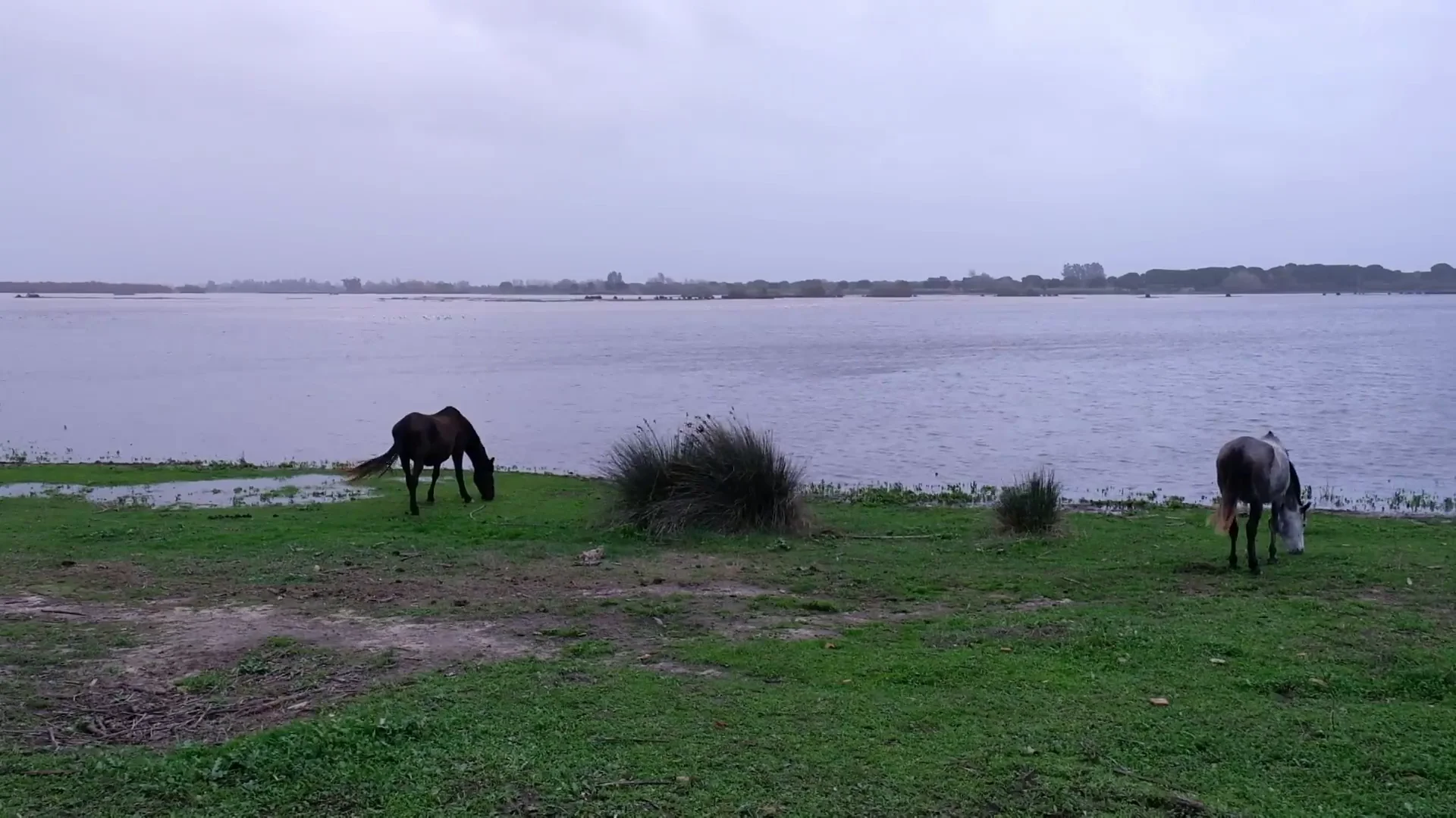 Doñana Doñana