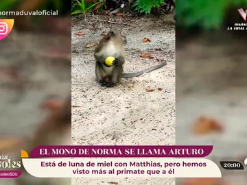 Se une un tercero a la luna de miel de Norma Duval y Matthias Kühn: Arturo, el mono Se une un tercero a la luna de miel de Norma Duval y Matthias Kühn: Arturo, el mono