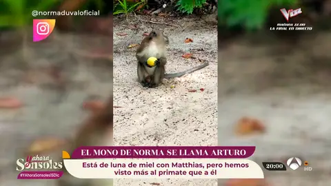 Se une un tercero a la luna de miel de Norma Duval y Matthias Kühn: Arturo, el mono Se une un tercero a la luna de miel de Norma Duval y Matthias Kühn: Arturo, el mono