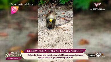 Se une un tercero a la luna de miel de Norma Duval y Matthias Kühn: Arturo, el mono