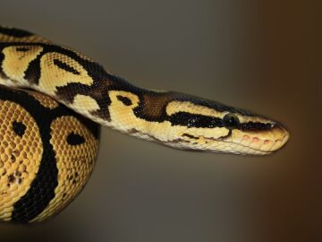 Imagen de archivo de una serpiente pitón