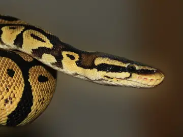 Imagen de archivo de una serpiente pitón Imagen de archivo de una serpiente pitón