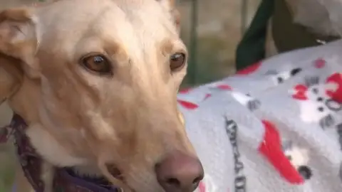 La caza se querella contra Lilith Verstrynge por injurias La caza se querella contra Lilith Verstrynge por injurias