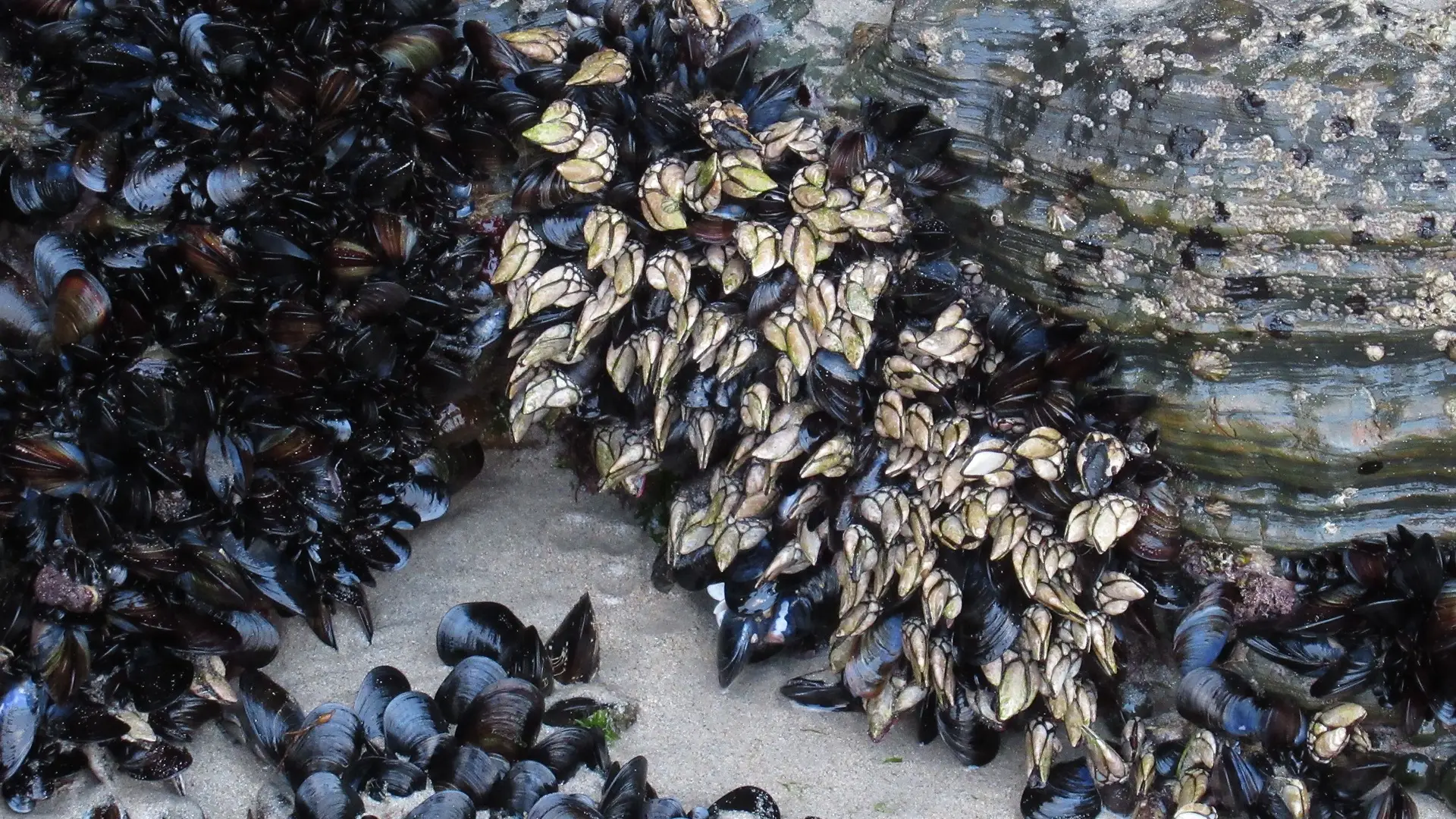 Percebes en Madrid Percebes en Madrid