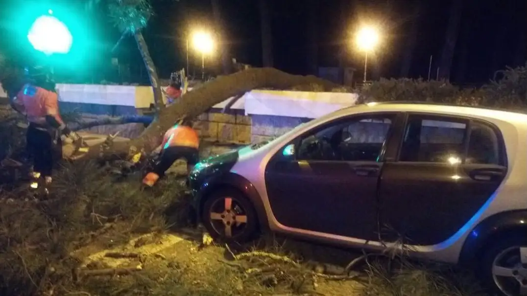 El &aacute;rbol sobre el coche 