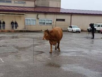 El sorteo 'Caca de la vaca' de Ourense