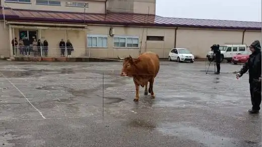 El sorteo 'Caca de la vaca' de Ourense El sorteo 'Caca de la vaca' de Ourense