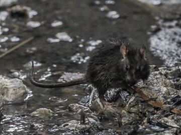 Una rata camina por una alcantarilla