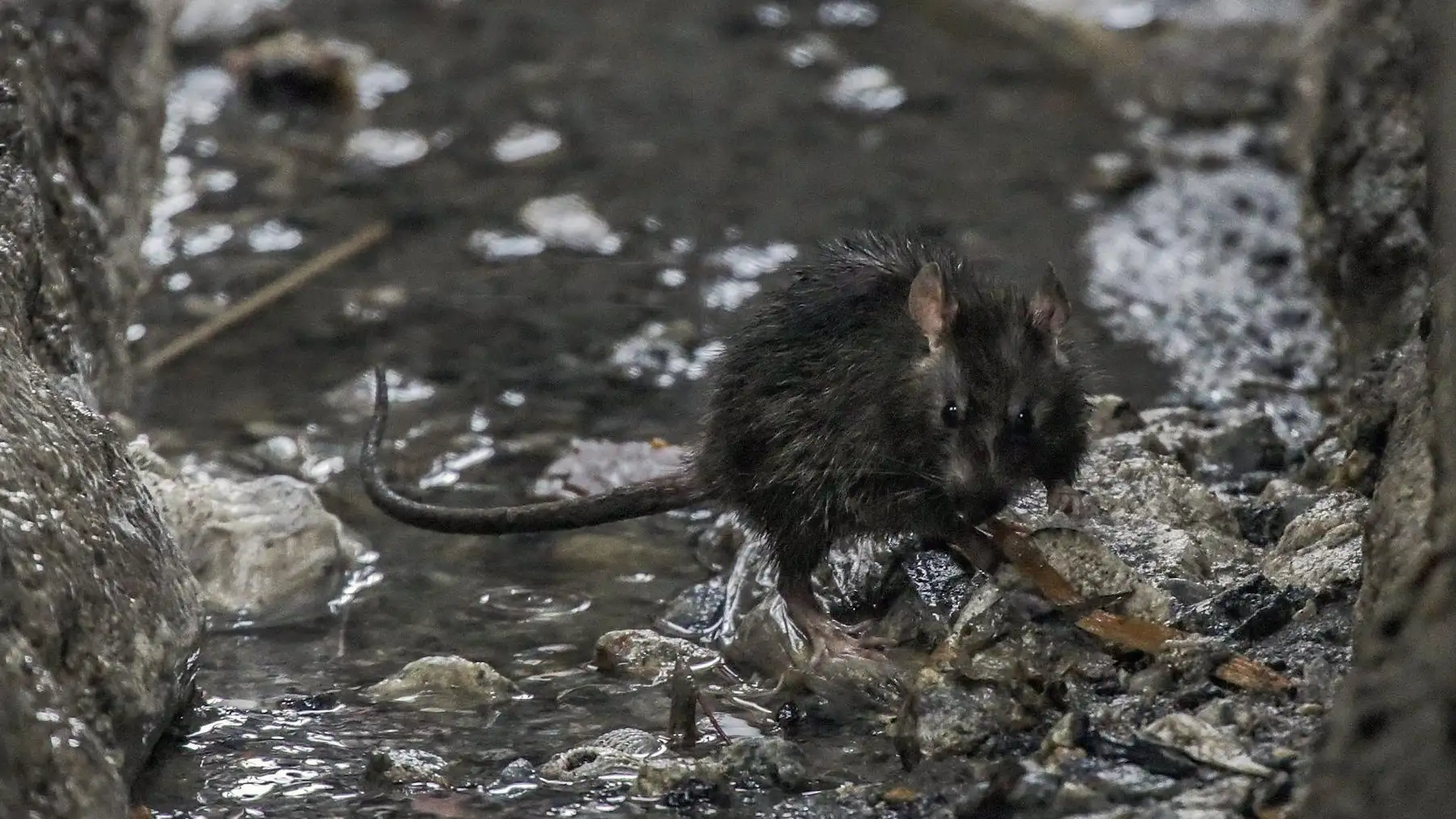Una rata camina por una alcantarilla Una rata camina por una alcantarilla