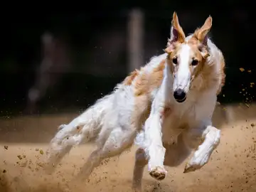 Quedarán excluidos los perros de caza, rehalas y animales auxiliares de caza Quedarán excluidos los perros de caza, rehalas y animales auxiliares de caza