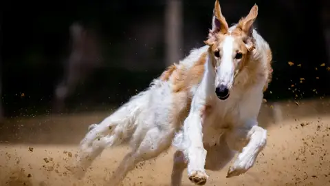 Quedarán excluidos los perros de caza, rehalas y animales auxiliares de caza Quedarán excluidos los perros de caza, rehalas y animales auxiliares de caza