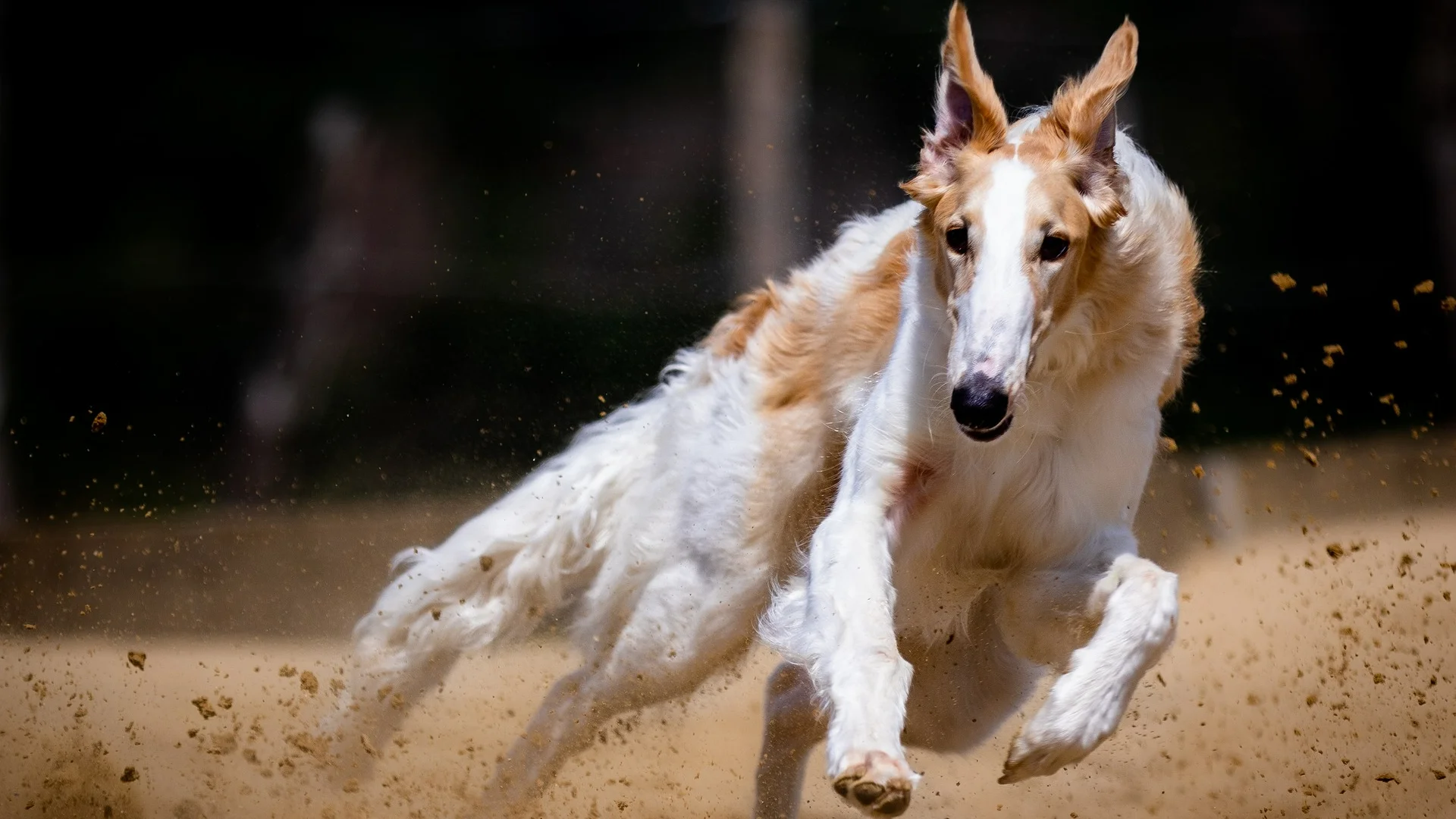 Quedarán excluidos los perros de caza, rehalas y animales auxiliares de caza Quedarán excluidos los perros de caza, rehalas y animales auxiliares de caza