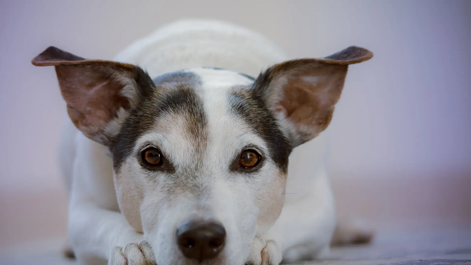 Un perro en una imagen de archivo