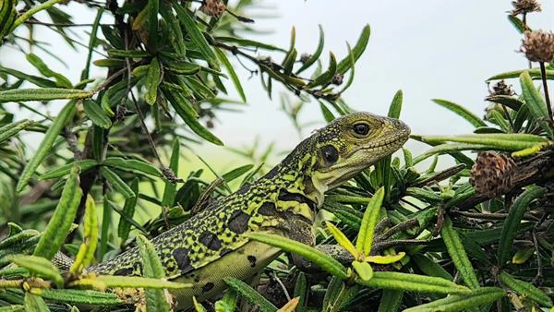 Imagen de archivo de una iguana