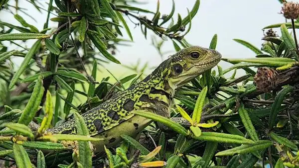 Imagen de archivo de una iguana Imagen de archivo de una iguana