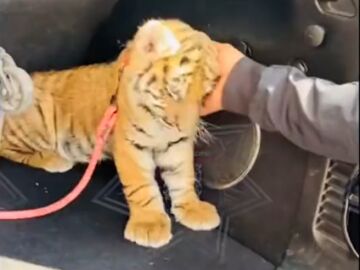 Un cachorro de tigre en el maletero de un coche