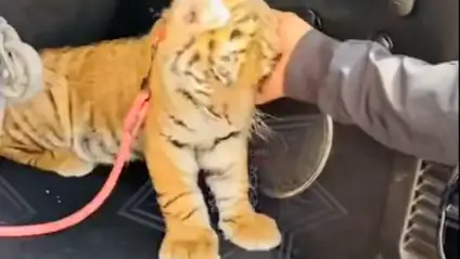 Un cachorro de tigre en el maletero de un coche