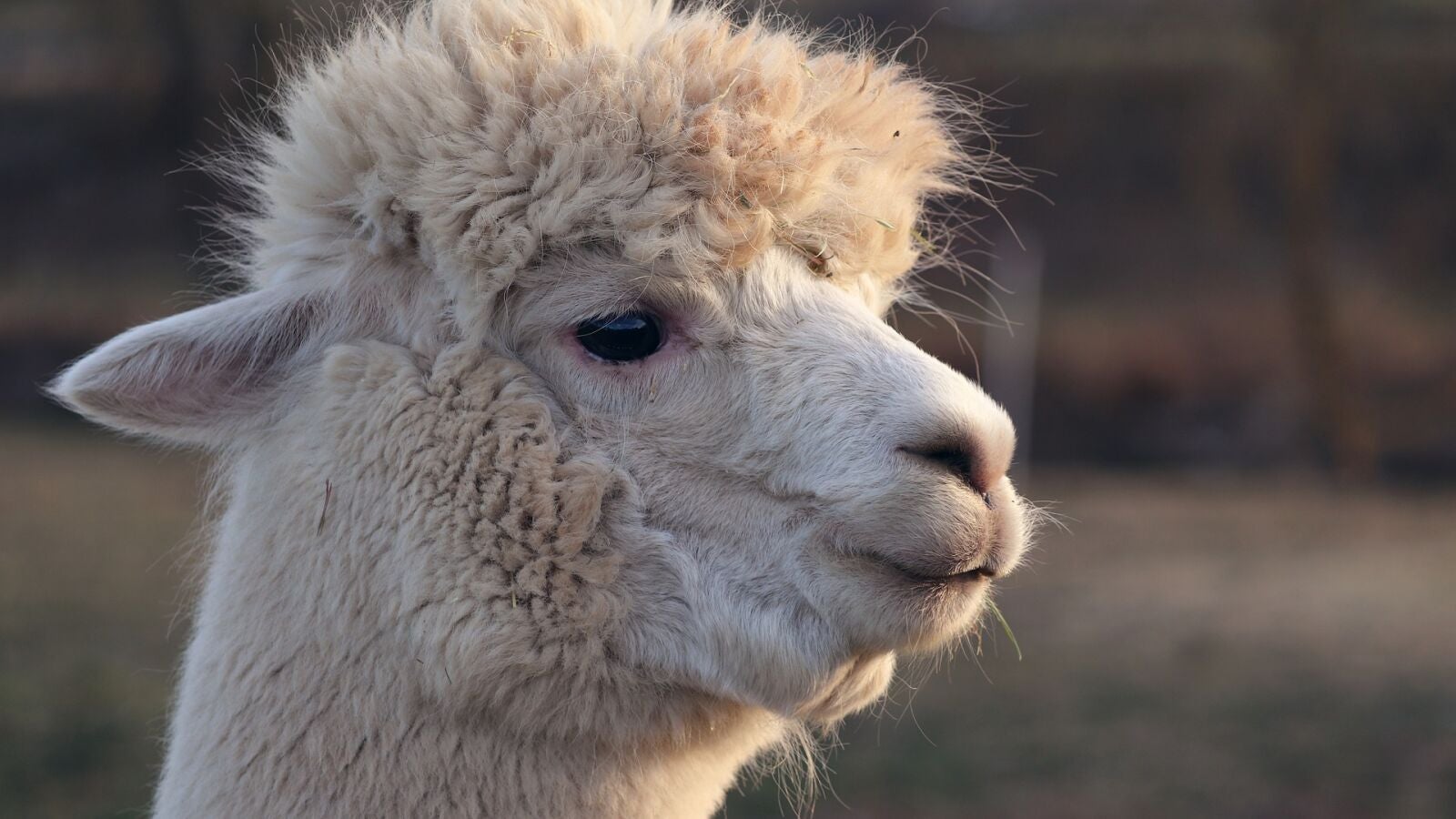 'El drama de la llama': la cómica persecución policial para capturar a una llama