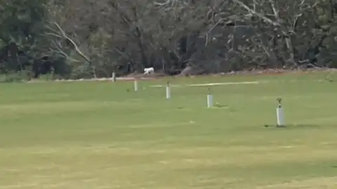 El vídeo del "felino de grandes dimensiones" en Cádiz El vídeo del "felino de grandes dimensiones" en Cádiz