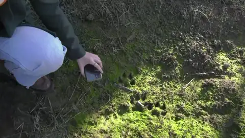 Las posibles huellas del felino de grandes dimensiones de Cádiz Las posibles huellas del felino de grandes dimensiones de Cádiz