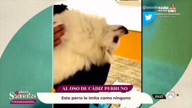 Vídeos virales: descubre al perro que imita al famoso oso de Cádiz con problemas de cuello