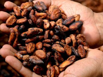 Primera plantación de cacao en Europa 