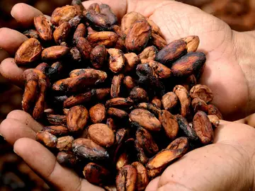Primera plantación de cacao en Europa Primera plantación de cacao en Europa