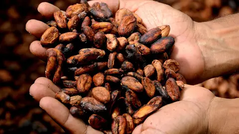 Primera plantación de cacao en Europa Imagen de granos de cacao