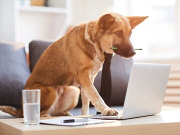 Perro delante del ordenador