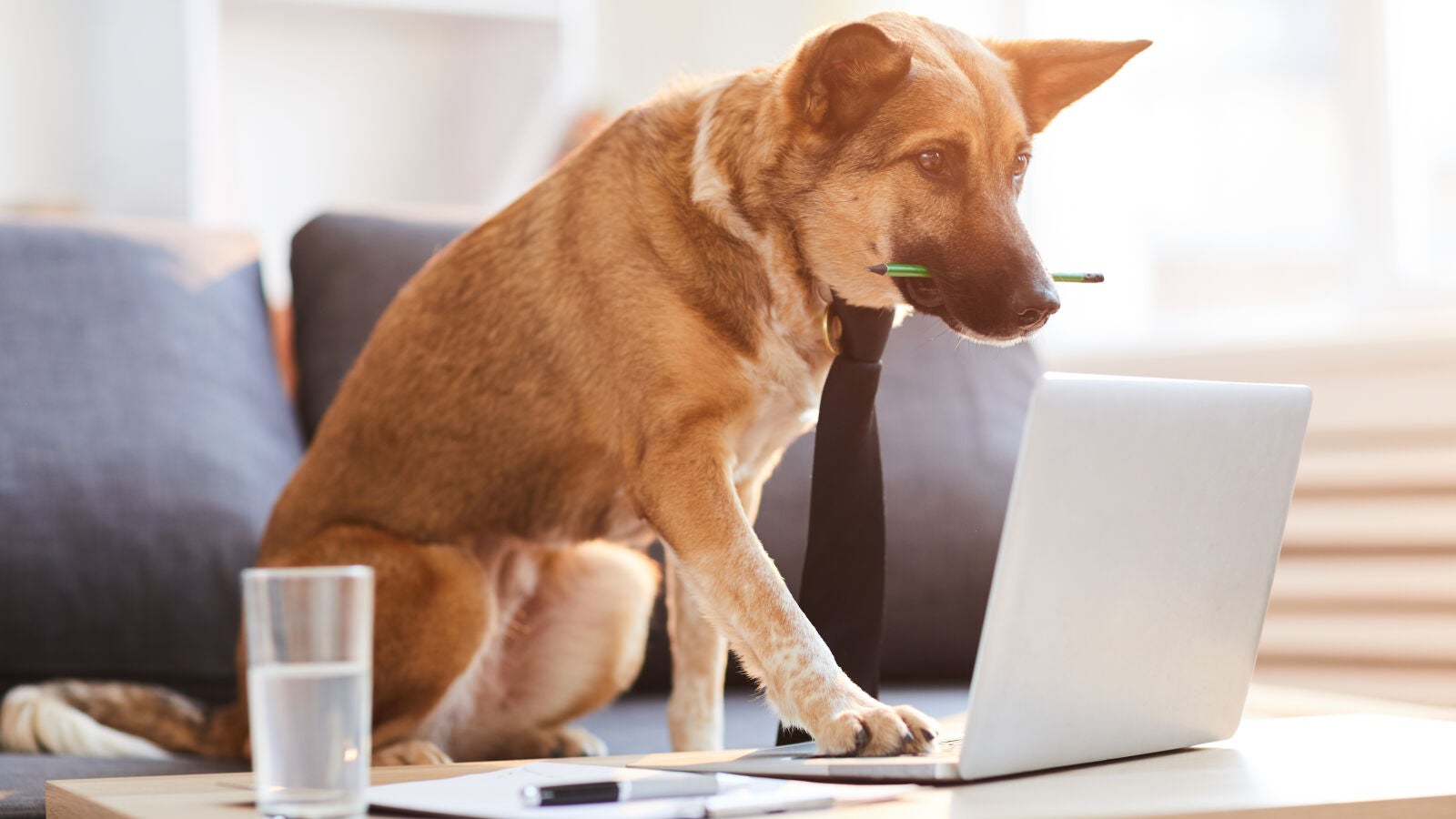 Esta es la raza de perro más inteligente, según un estudio de la Universidad de Helsinki