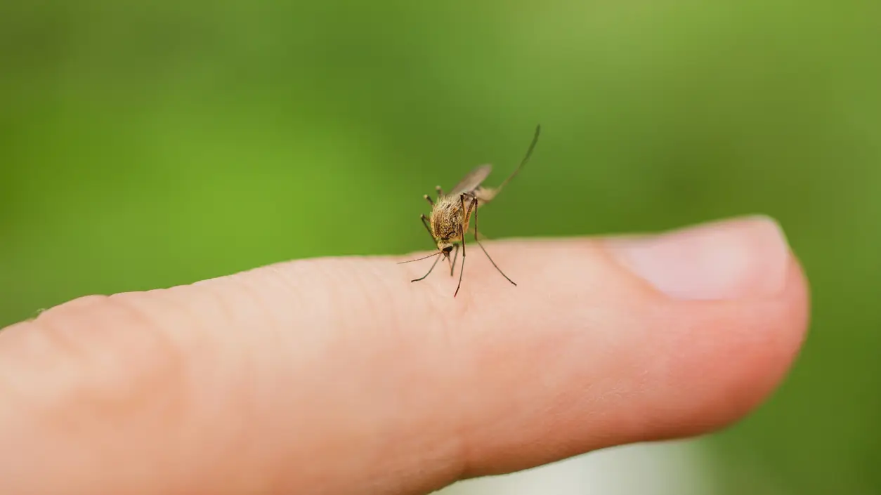 Mosquito