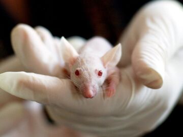 Consiguen doblar la esperanza de vida de unos ratones con una simple inyección