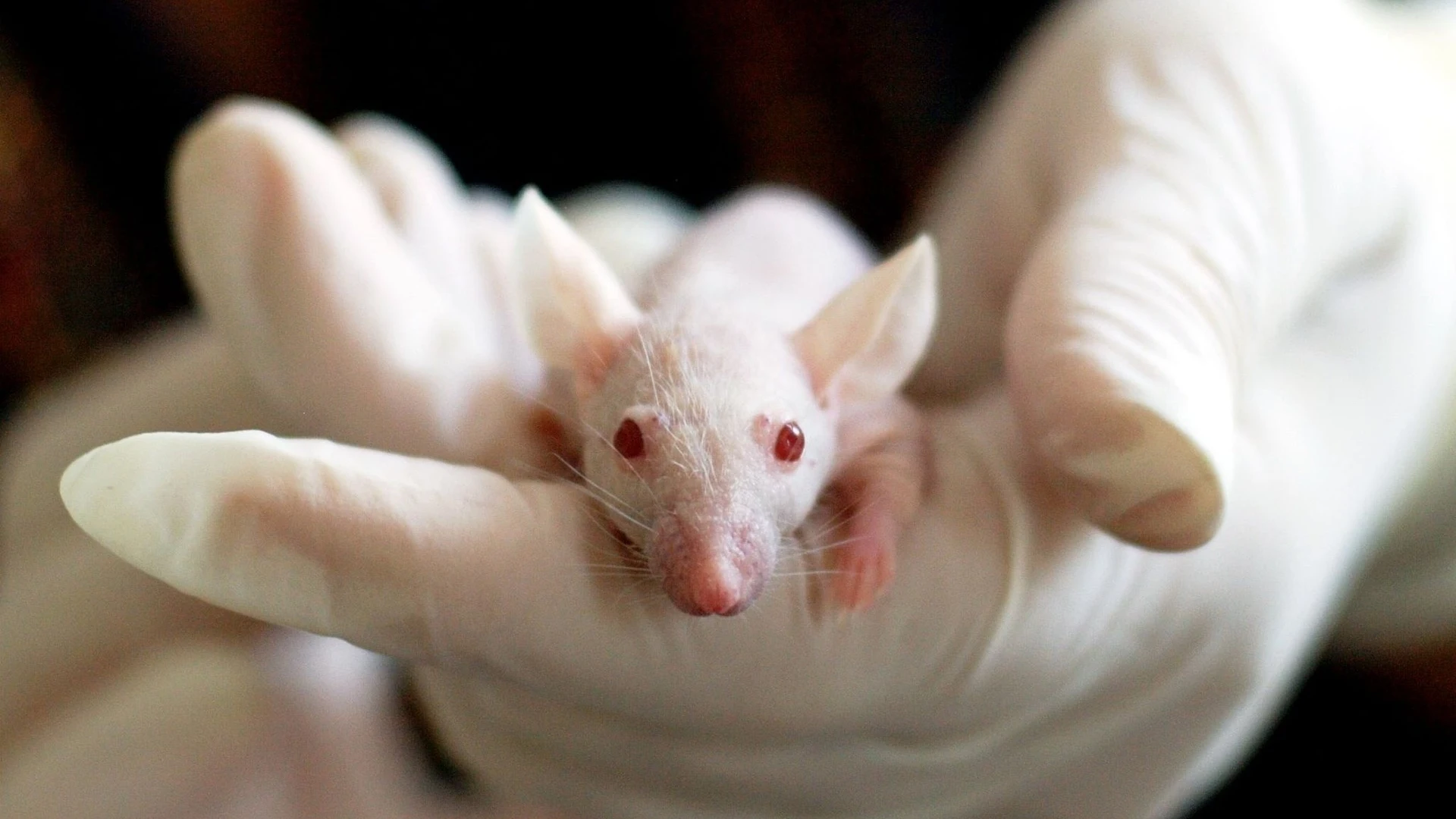 Consiguen doblar la esperanza de vida de unos ratones con una simple inyección Consiguen doblar la esperanza de vida de unos ratones con una simple inyección