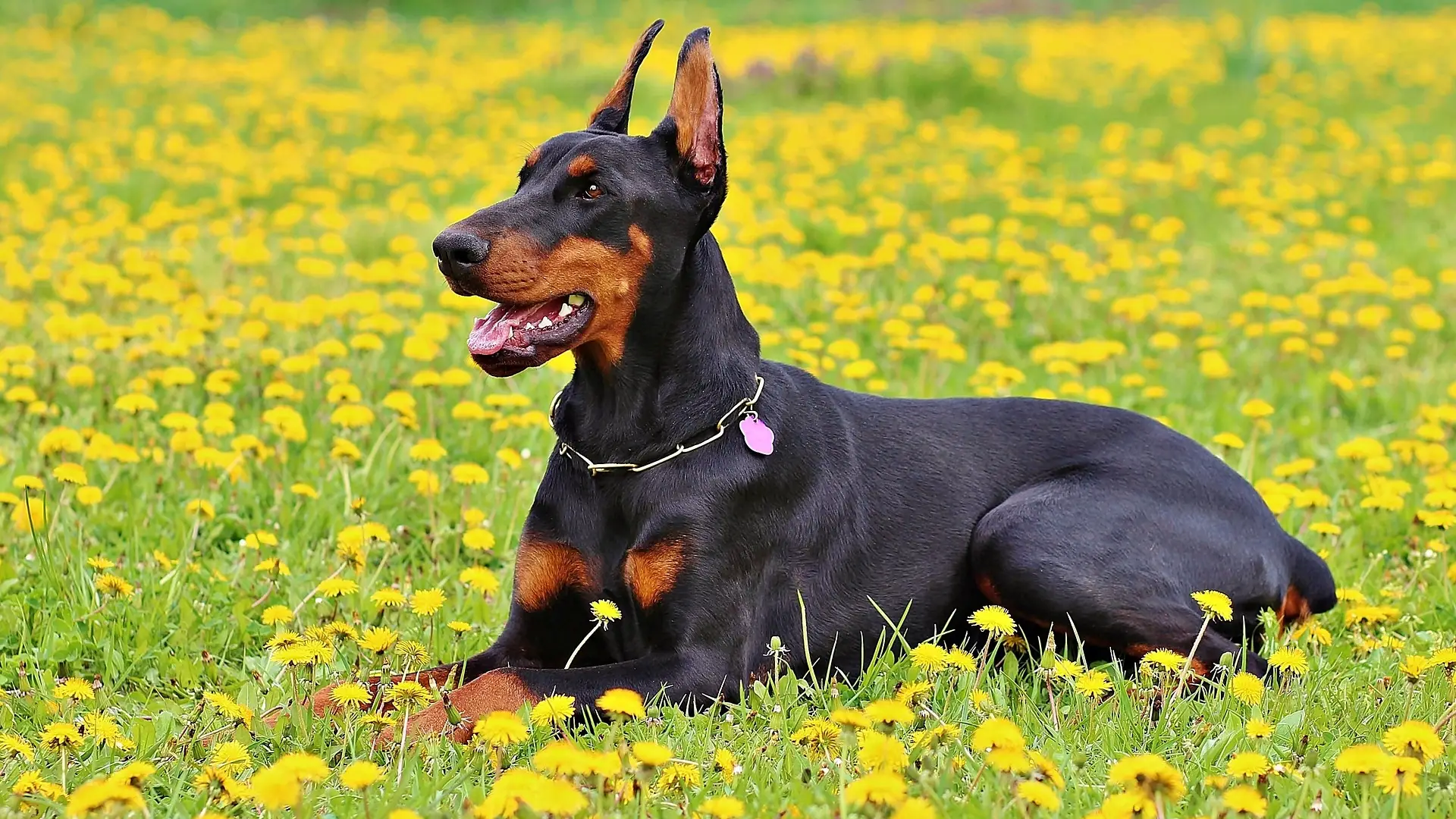El parvovirus, la grave enfermedad que pueden contraer los perros a pesar de estar vacunados El parvovirus, la grave enfermedad que pueden contraer los perros a pesar de estar vacunados