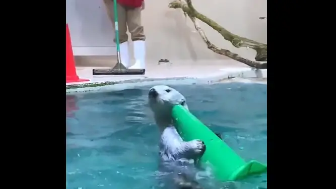 Imagen de la nutria que ayuda a sus cuidadores a limpiar la piscina