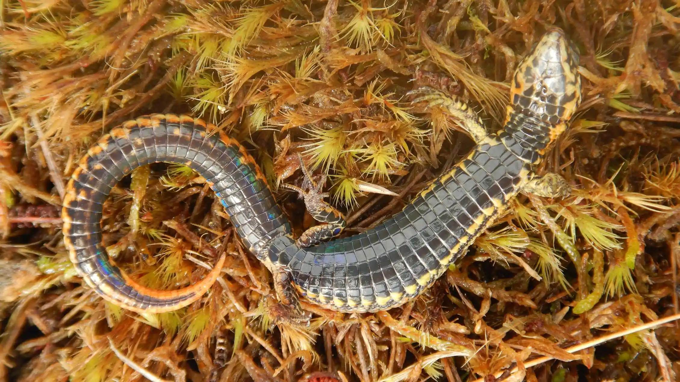 Una nueva especie de lagartija Una nueva especie de lagartija